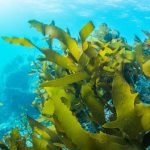 Algi morskie maseczka dla alergika